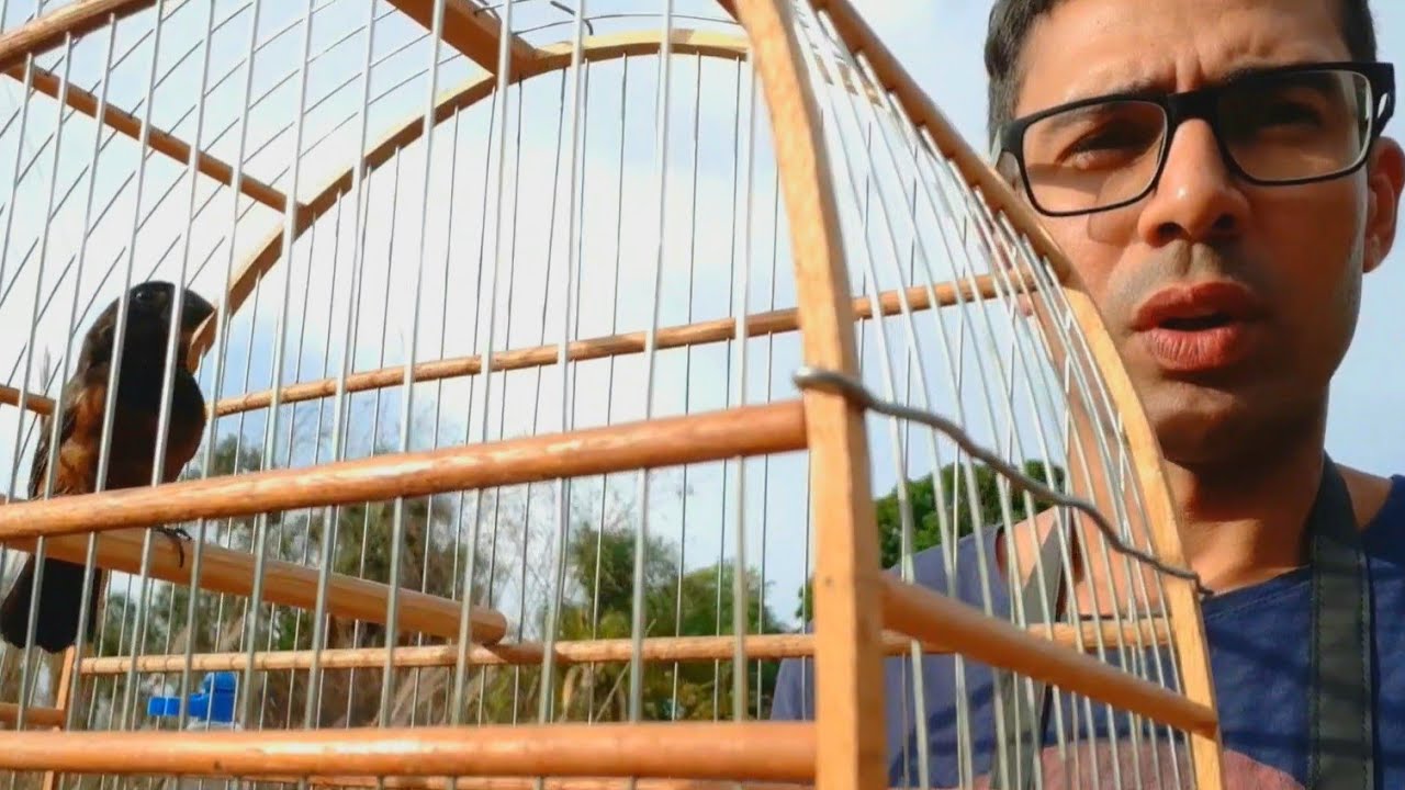 COMO FOGUEAR CURI&Oacute; PRA CANTAR MUITO