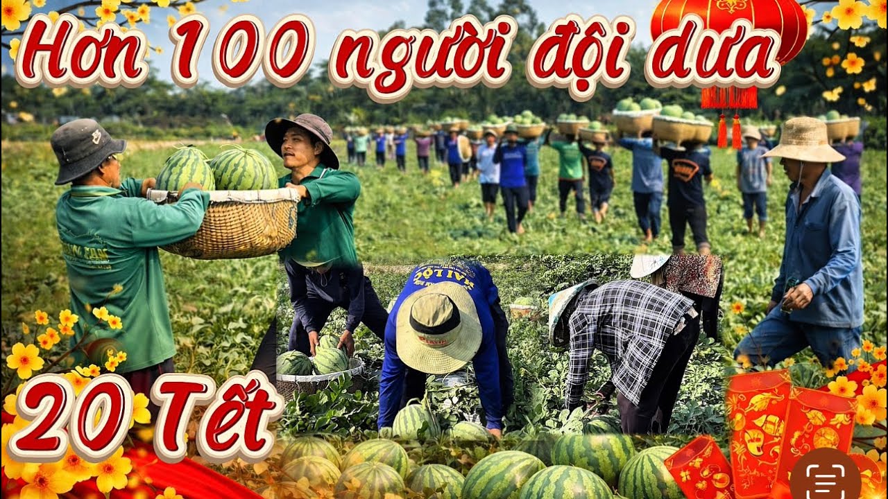 VÀO VỤ DƯA HẤU TẾT, HƠN 100 NGƯỜI ĐỘI DƯA TRÊN CÁNH ĐỒNG XÃ MỸ AN HƯNG