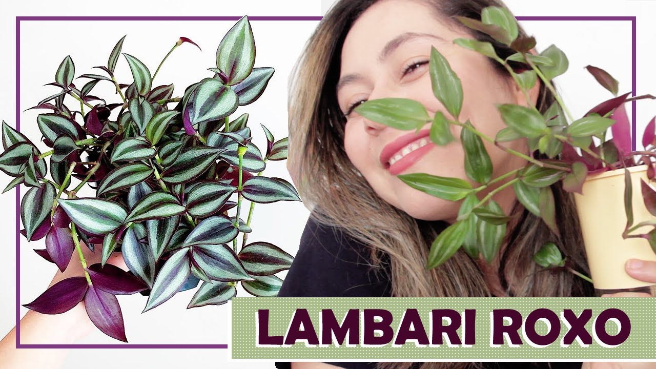 🌿 Lambari Roxo (Zebrina) - Cuidados e Dicas