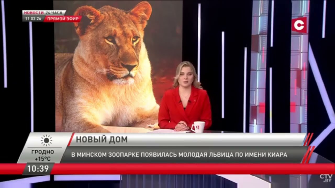 СТВ про Киару!