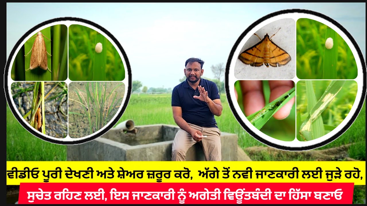 ਪੁੰਨਿਆ ਮੱਸਿਆ ਹਿਸਾਬ ਨਾਲ ਖੇਤਾਂ ਵਿੱਚ ਸੁੰਡੀਆਂ ਕੰਟਰੋਲ ਫਾਰਮੂਲਾ Paddy pest control with purnima amavasia.