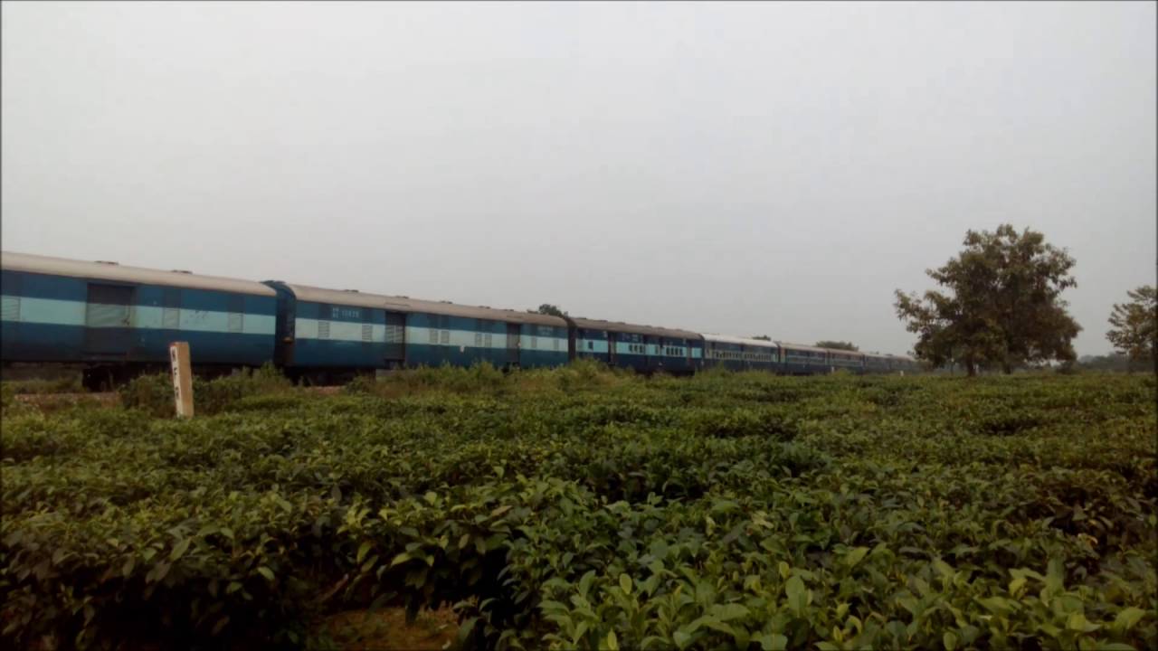 APDJ - SGUJ Intercity Express led by MLDT WDM3a speeding through the tea gardens of Siliguri