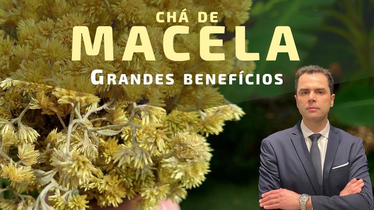 Chá de Macela! Benefícios e Riscos. Dr. Fernando Lemos - Proctologista