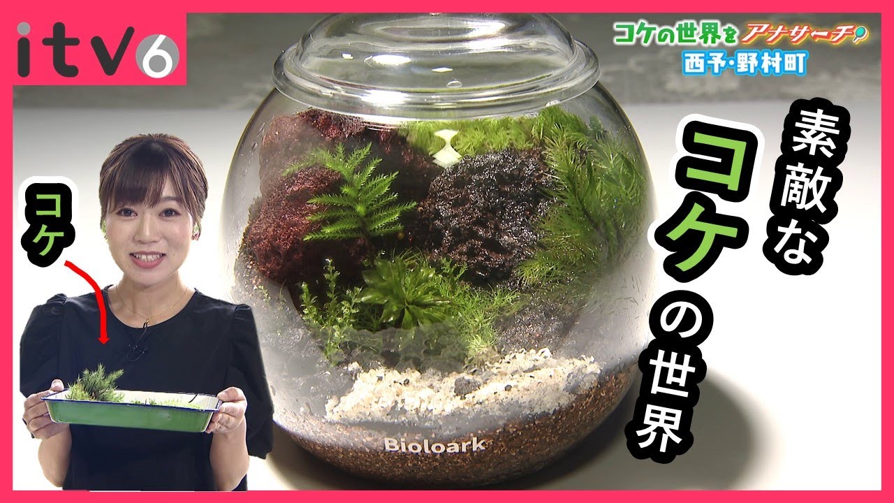 「コケ男子」に学ぶ！癒しの苔テラリウム体験