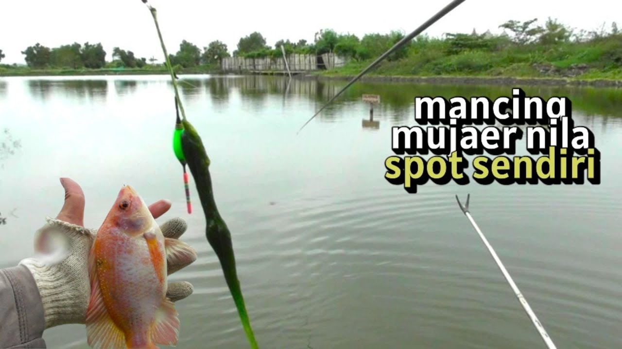 mancing mujaer nila spot sendiri umpan lumut khusus TEGEK MANIA 40k