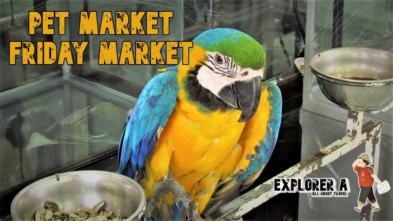 Local Pet Market | Wide variety of Pets | Birds | Animals | Shuwaikh | Behind Souk Jumma | Kuwait