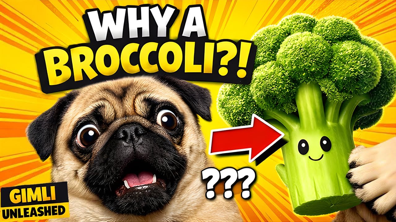 This Pug Just Started A Comedy Show And It's Hilarious | Gimli Unleashed: The Pug Show