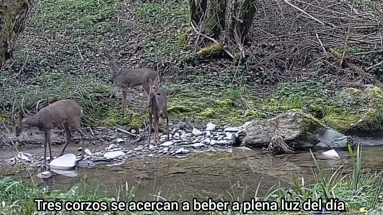 LA VIDA OCULTA DEL BOSQUE