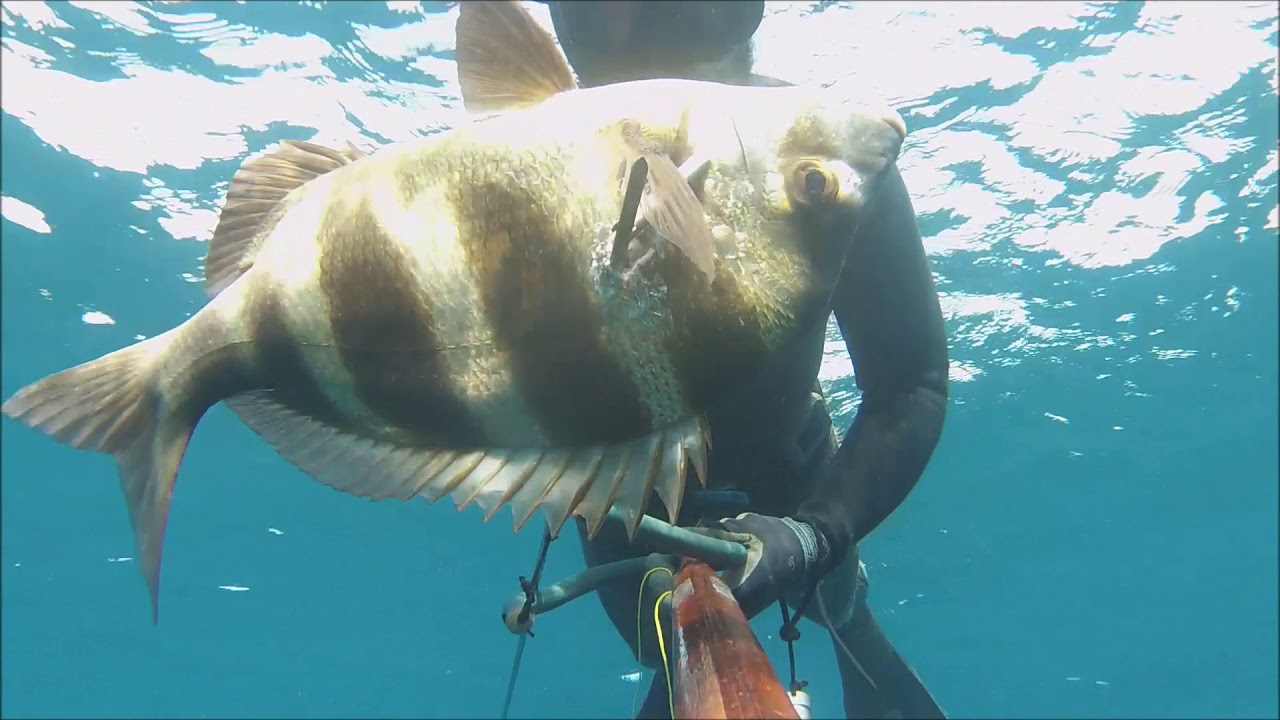 chasse sou marine algerie 2018 achab sidahmed #6