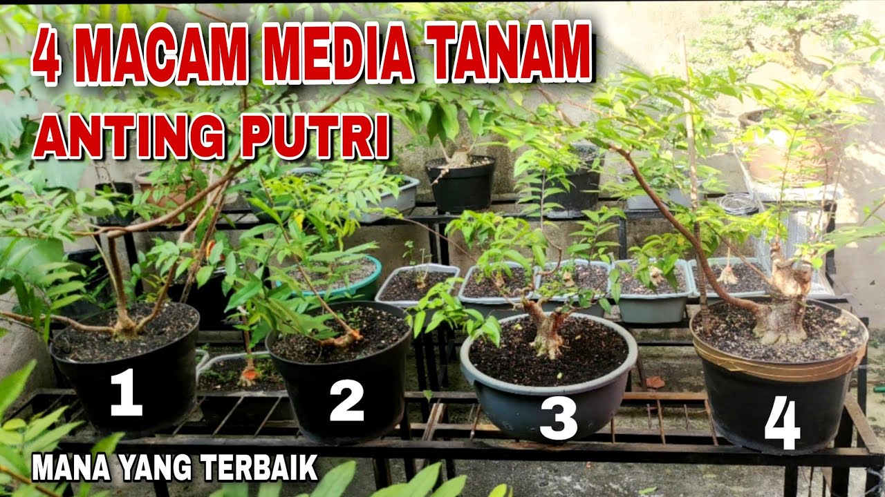 BERBAGAI MACAM MEDIA TANAM YANG COCOK UNTUK PROGRAM ANTING PUTRI