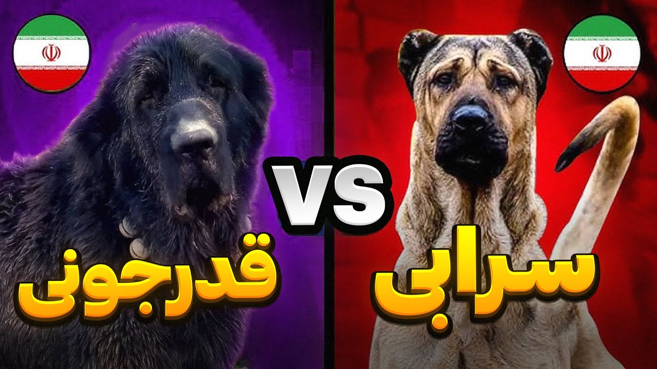 نبرد سگ سرابی و سگ قهدریجانی | نژاد سرابی قویتره یا قدرجونی ؟