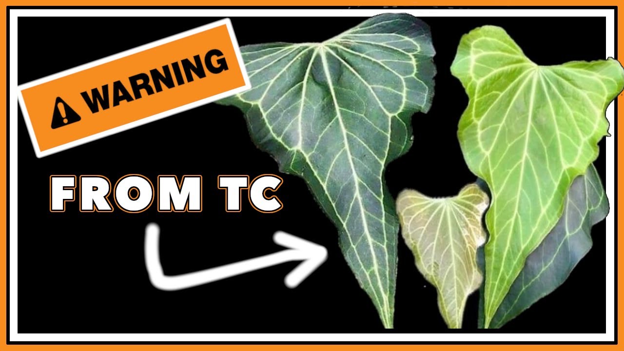 TC Anthurium: следует ли РАСКРЫВАТЬ растения, культивирующие ткани?