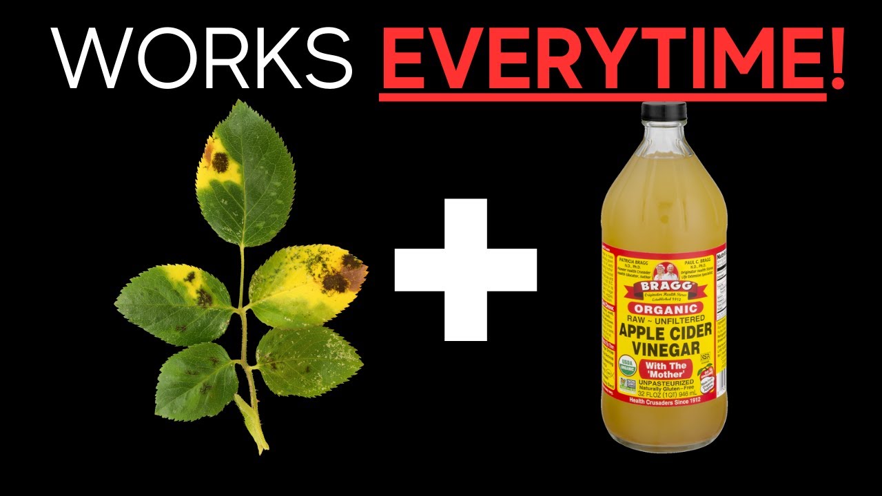 Prevent Black Spots On Rose Leaves With This Secret Trick