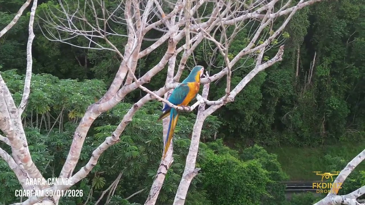 Arara-Canindé em Pleno Voo | Entardecer no Rio Urucu – Amazônia 🌅🦜
