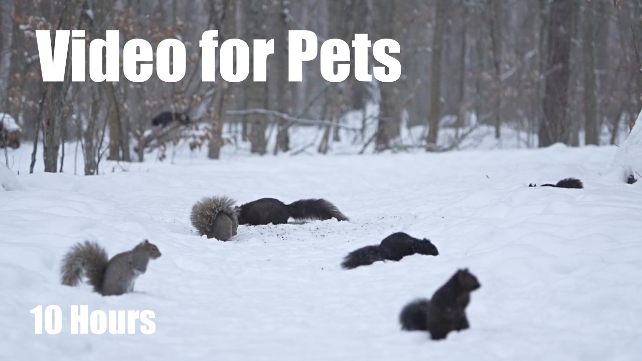 A Scurry of Squirrels and Birds in a Blizzard - 10 hour Cat TV for Pets to Watch 🐱 - Feb 24, 2026
