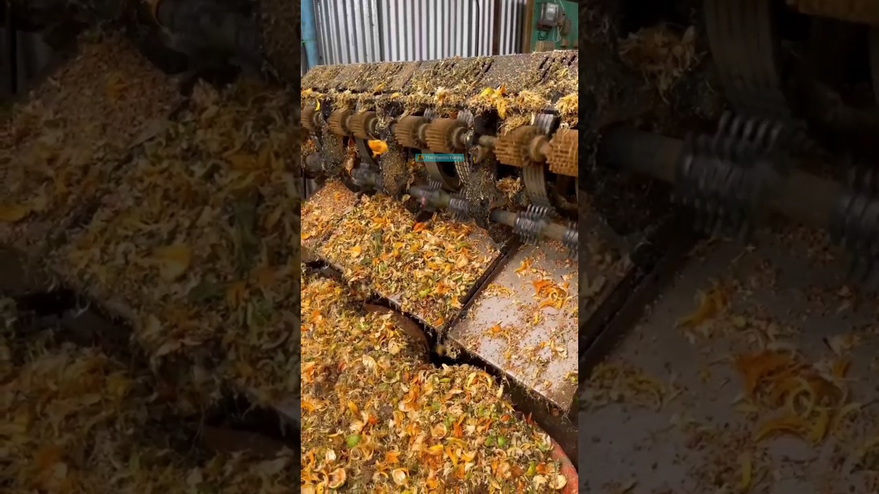 How to cultivate betel nut #farming #ytshorts #shorts