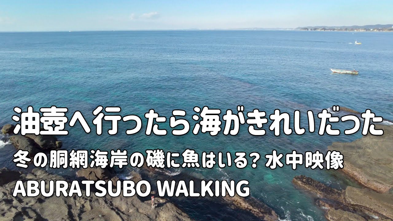 【海辺散歩】油壺に行ったら海がきれいだった〜冬の胴網海岸の磯に魚はいる？〜