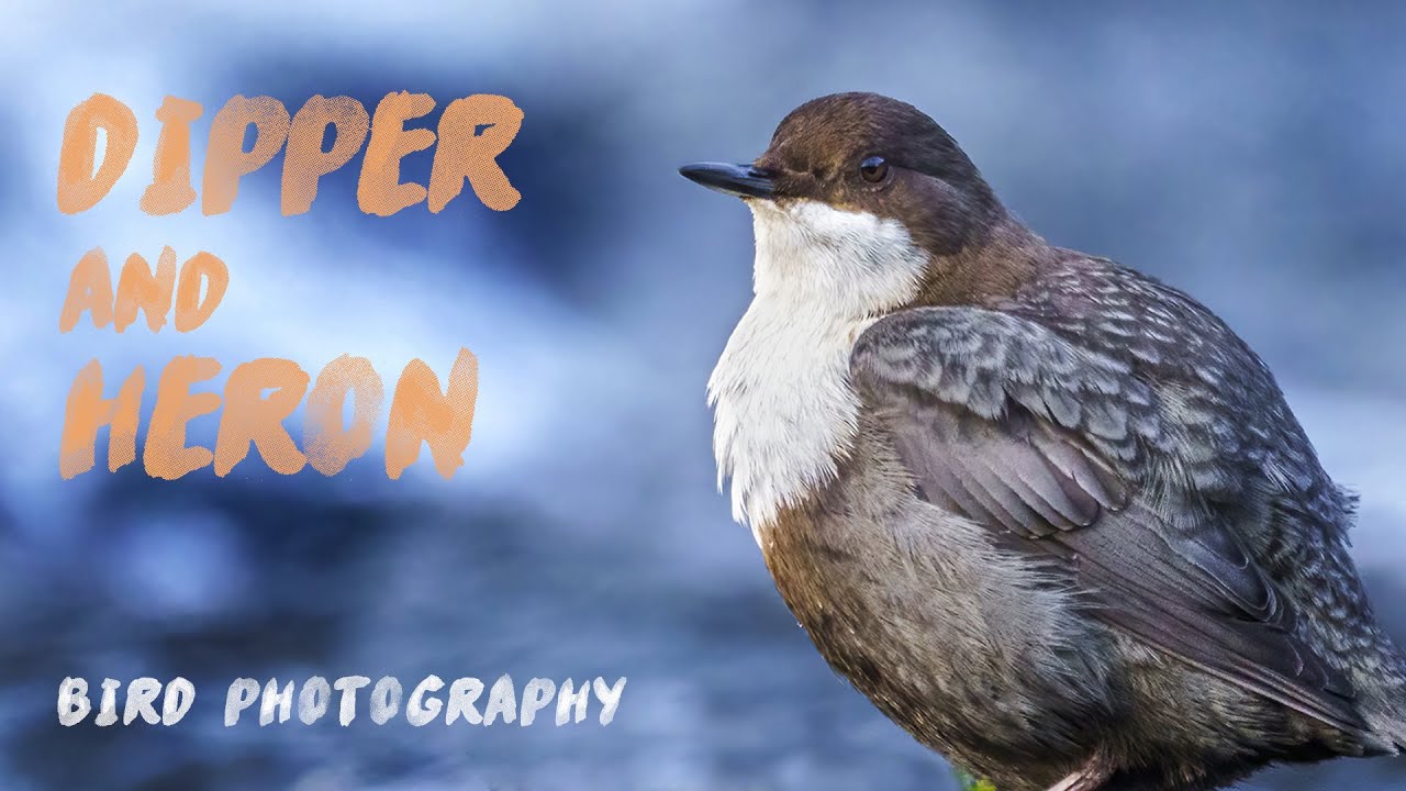 Bird Photography, Hardanger | Sony a6600 + 100-400mm (1.4x) | Ep22 MP