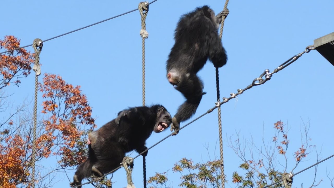 マリナとモモコ親子とのケンカ、マックスは動かず　多摩動物公園　チンパンジー　202412
