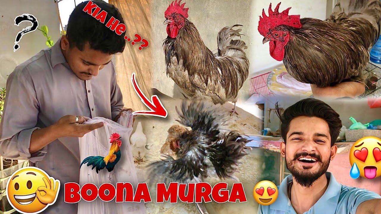 10 Hazar Ka Murga Wo Bhi Itna Chota😂 | Hum Or Parinday | #petsvlog