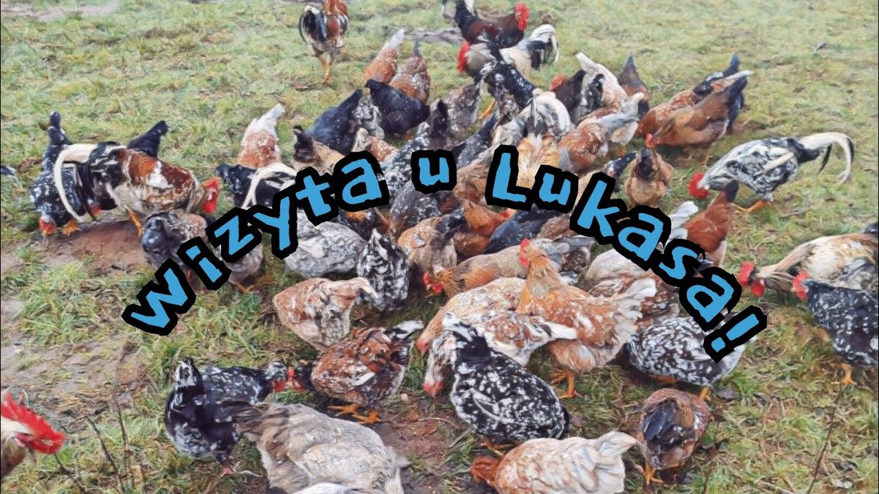 #vlog 🎞️🎥| Wizyta u Lukasa 🚙🐓🐔 | Kwiat Szwedzki! 😊🤗