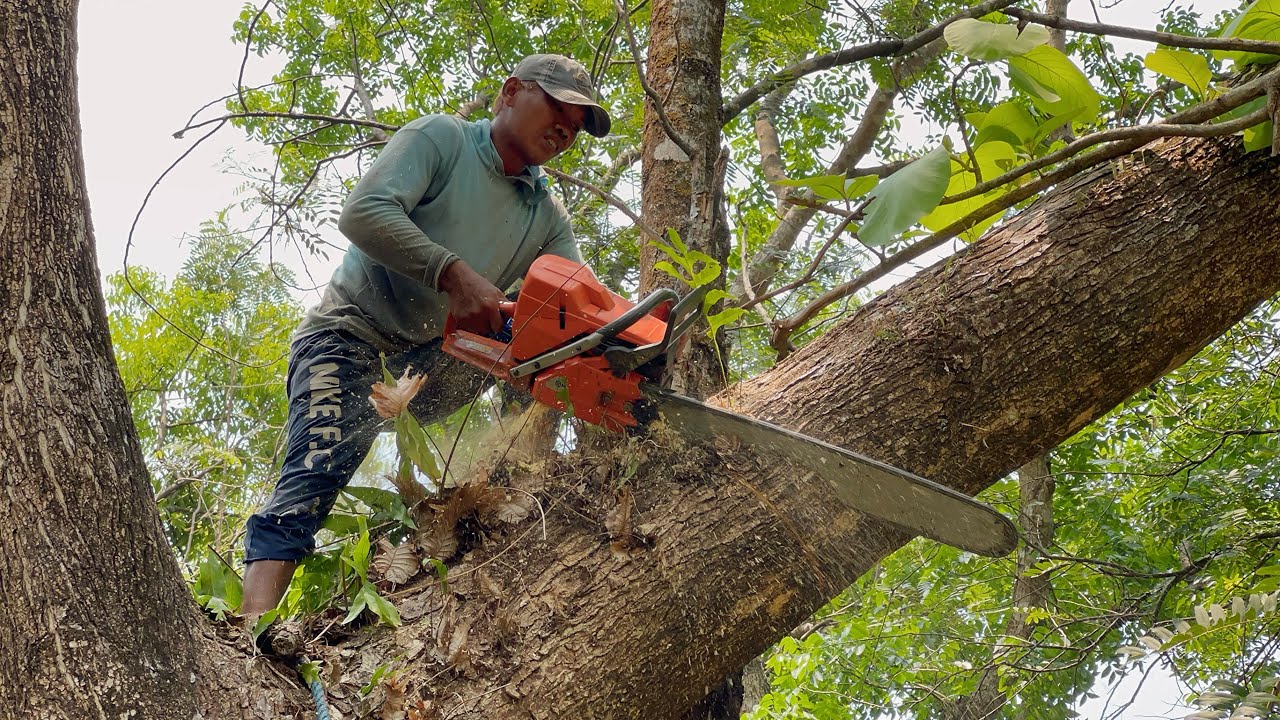 Almost turned around‼️ Cut down 2 trees near the old well, Stihl ms881 & Husqvarna 395xp.