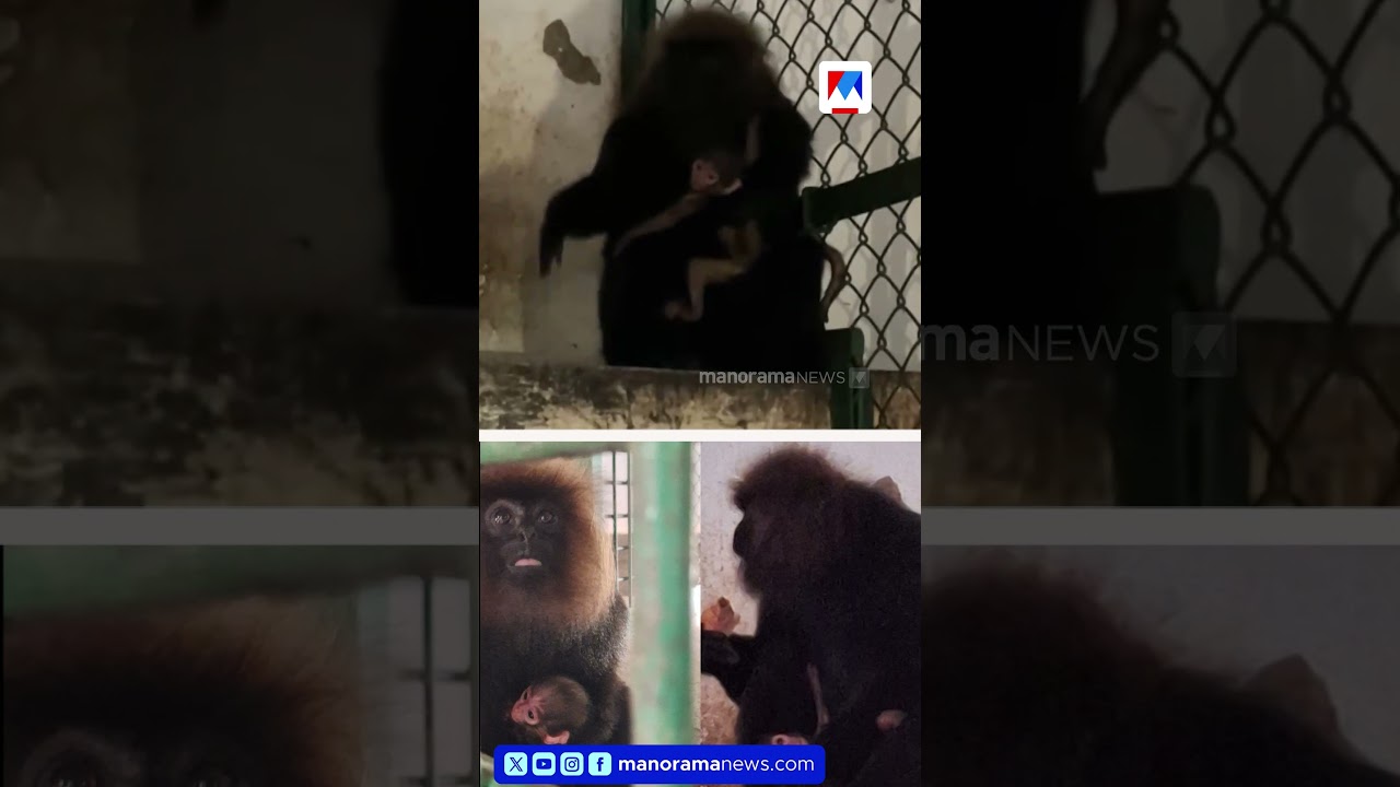 12 വർഷത്തെ കാത്തിരിപ്പ്, രഞ്ജിനിക്ക് പെൺകുഞ്ഞ്; തിരുവനന്തപുരം മൃഗശാലയിൽ കരിങ്കുരങ്ങ് ജനിച്ചു