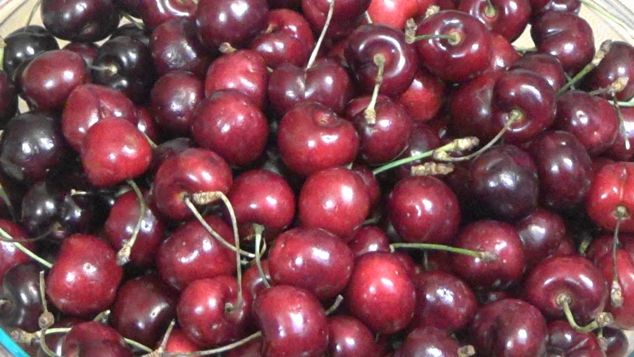 Freeze Dried Bing Cherries Ep175
