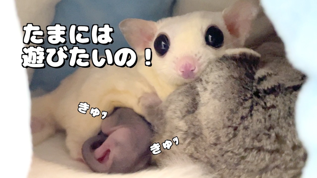 赤ちゃんを置き去りにして遊びほうけるモモンガ夫婦
