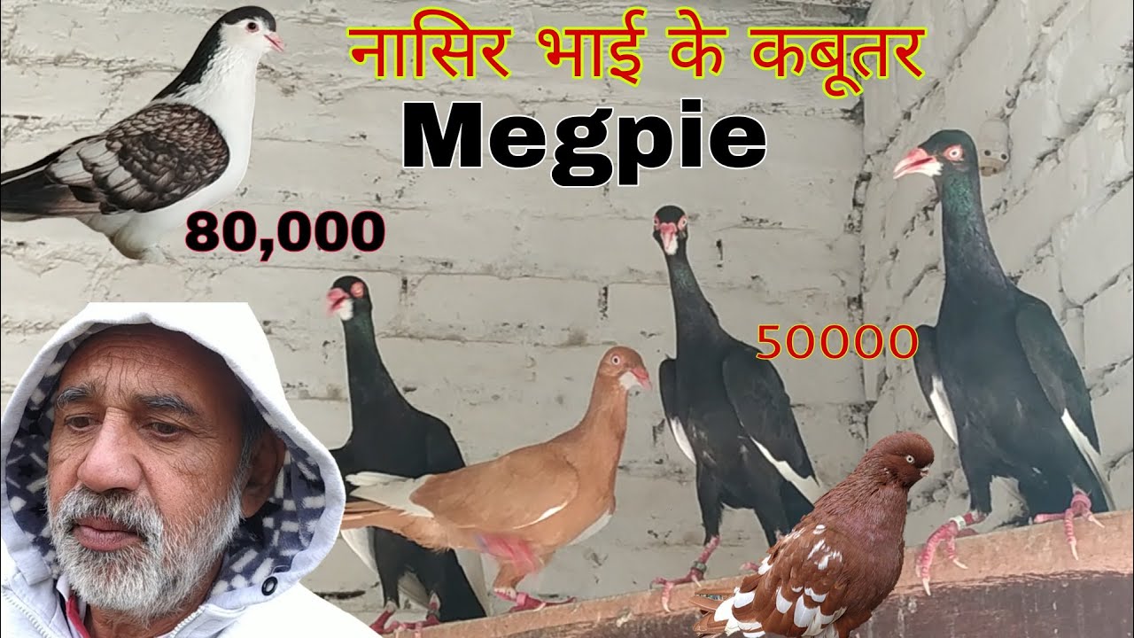 Magpie kabootar, Stencil lahore pigeon. Rajabpur Amroha. सिर्फ 80000 और 50 हजार में.Nasir bhai