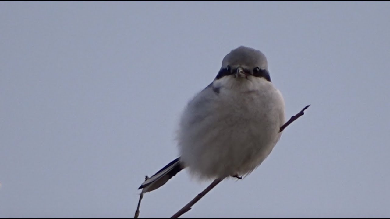 Great bird: the Great grey shrike - Klapekster