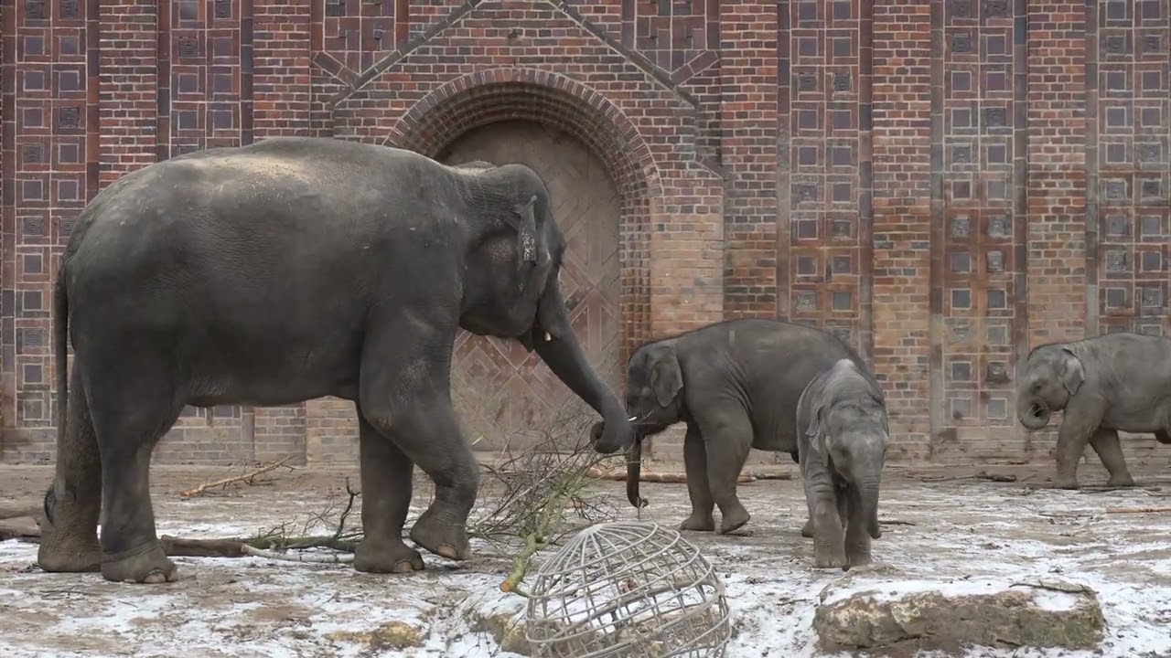 13.01.2024 Zoo Leipzig Asiatische Elefanten