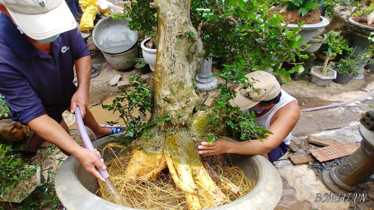 TRỒNG CÂY DUỐI - CHUYỂN CHẬU CÂY DUỐI MỘT CÁCH AN TOÀN