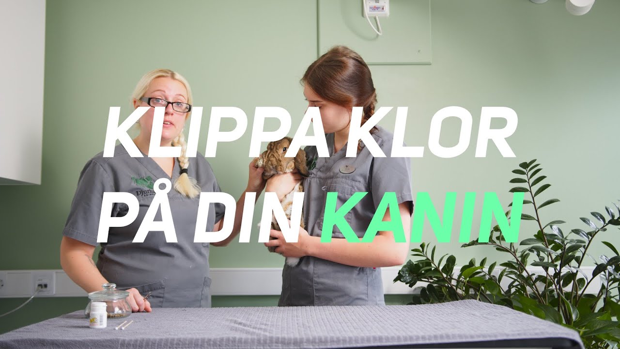 Klippa klor KANIN