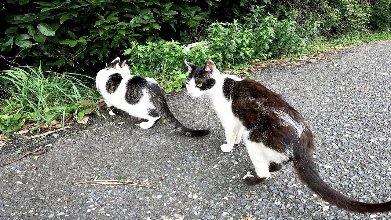 【田代島】【猫島】何か見つけたのかなと思ったら野良猫がなんだ？どうした？と集まってきた