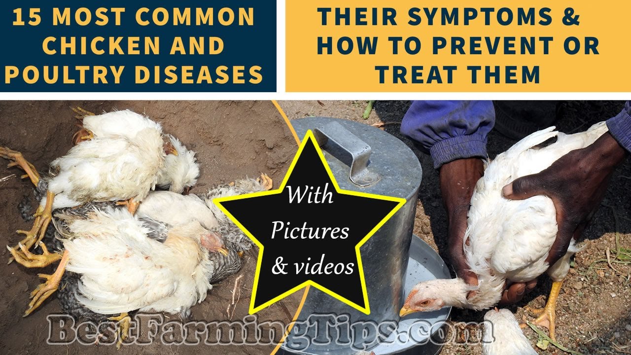 15 most common chicken and poultry DISEASES, their symptoms and how to prevent or treat them