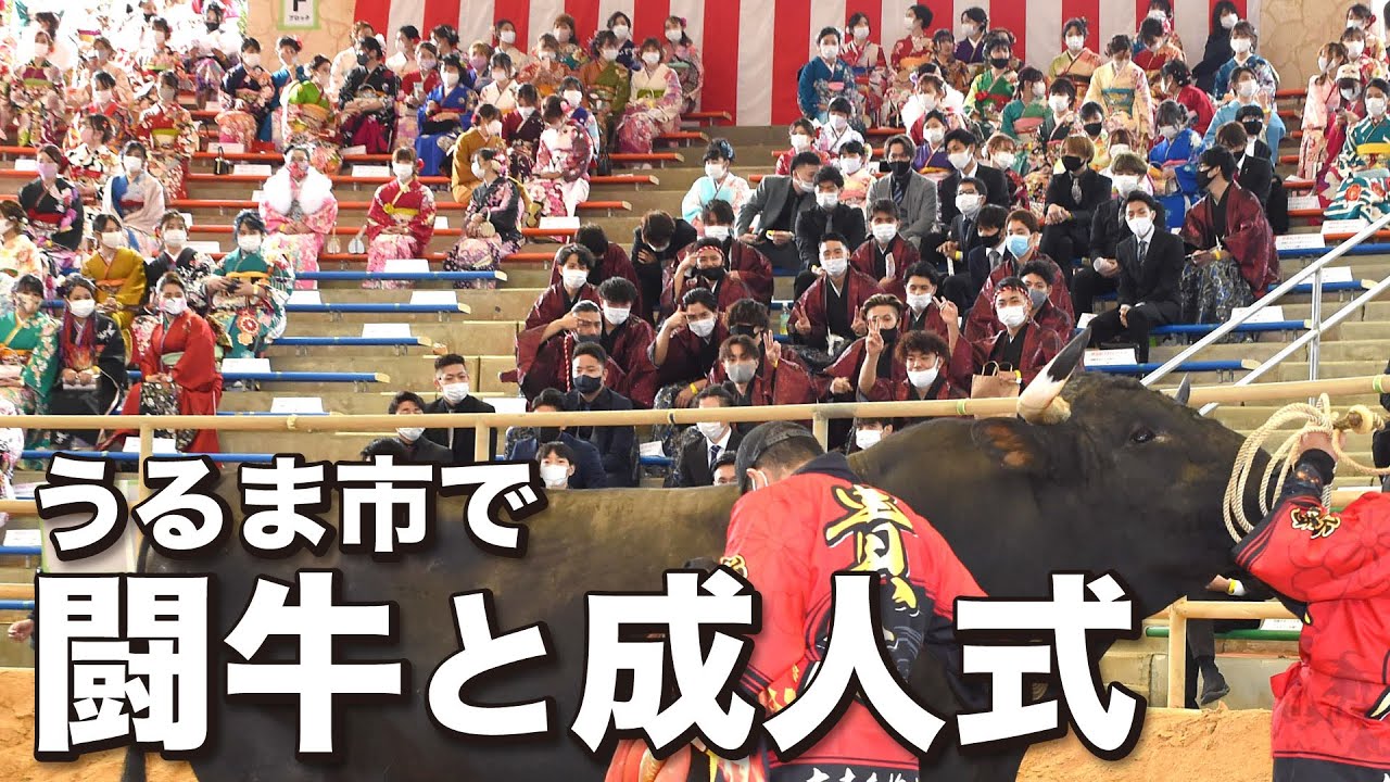 うるま市で闘牛と成人式
