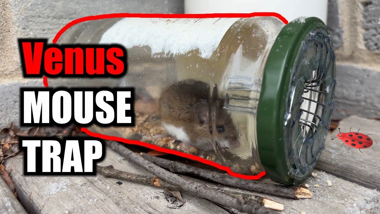 A mouse trap that is also Art- DIY Mouse trap- 