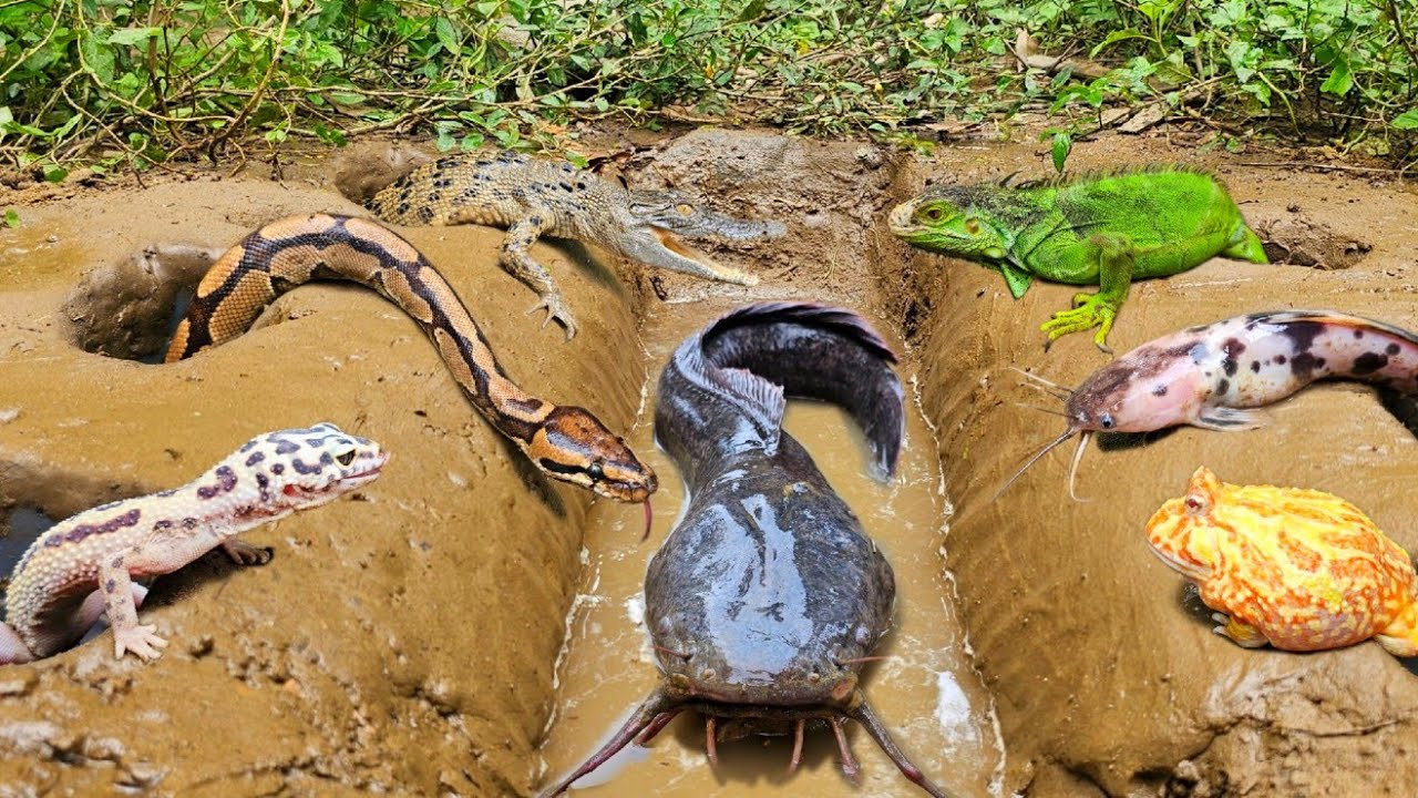 Wow ! Menangkap ikan lele besar dalam lubang ada banyak hewan seram seperti buaya, ular & kura kura