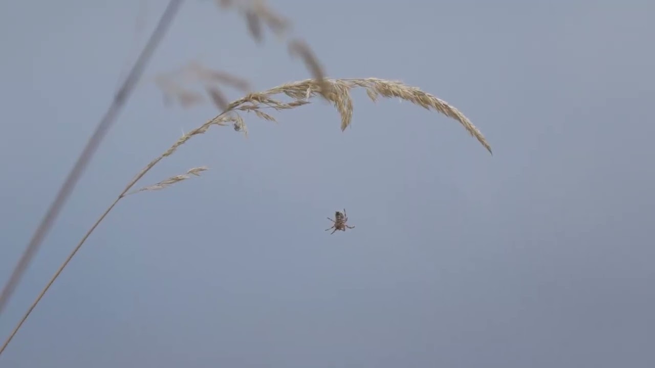 Beobachtungen vom Rande des Gründlacher Moors.Teil 2