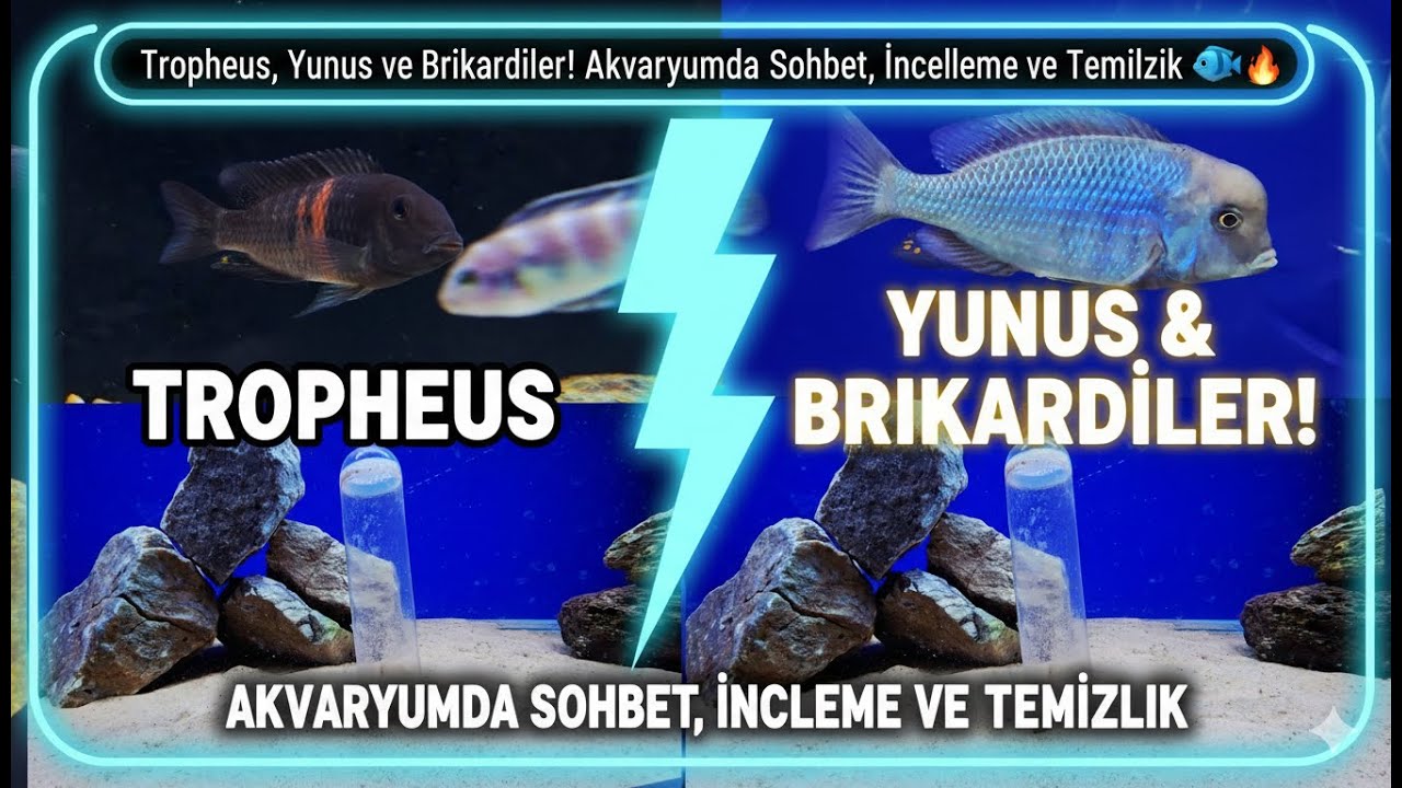 Tropheus, Yunus ve Brikardiler! Akvaryumda Sohbet, İnceleme ve Temizlik