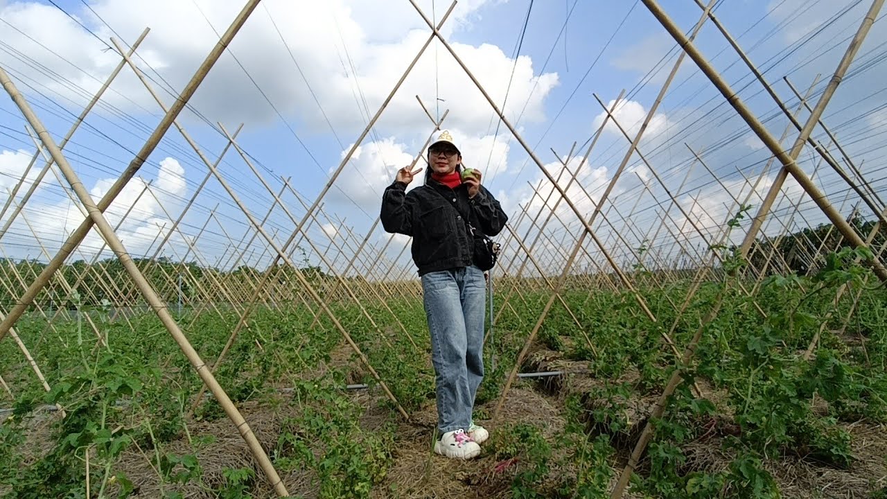 Vườn Rau Củ Quả Bên Cồn Quá Đẹp 