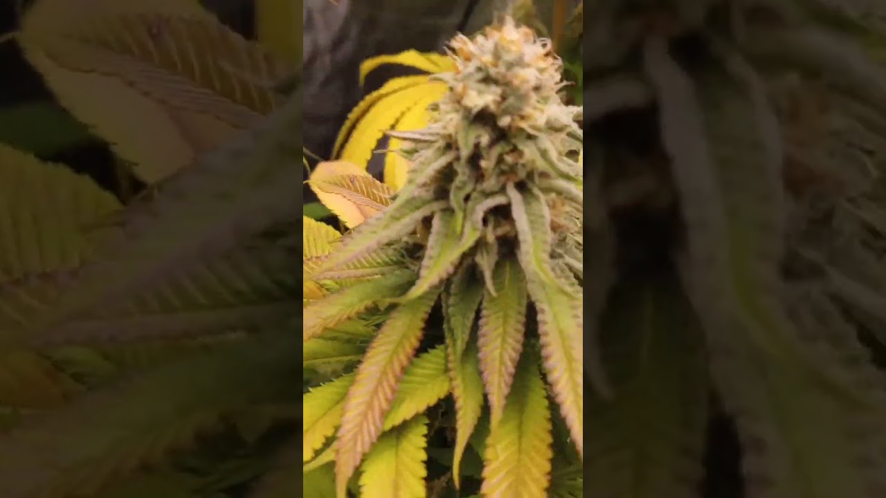 It's flowering time!