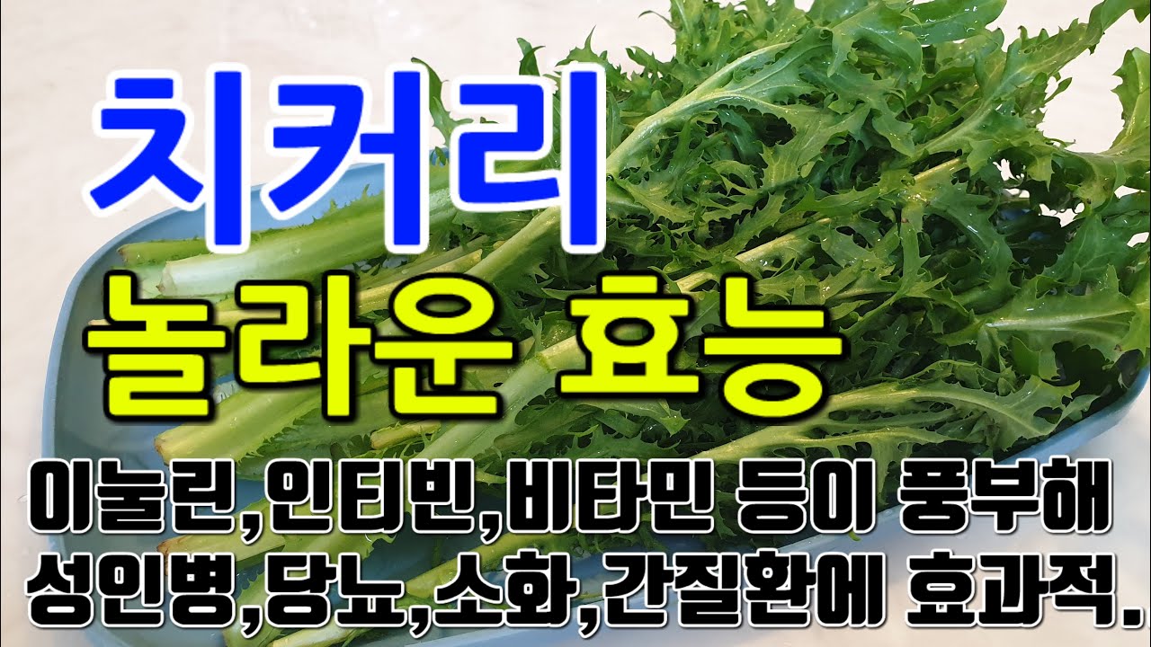 [치커리 효능] 
