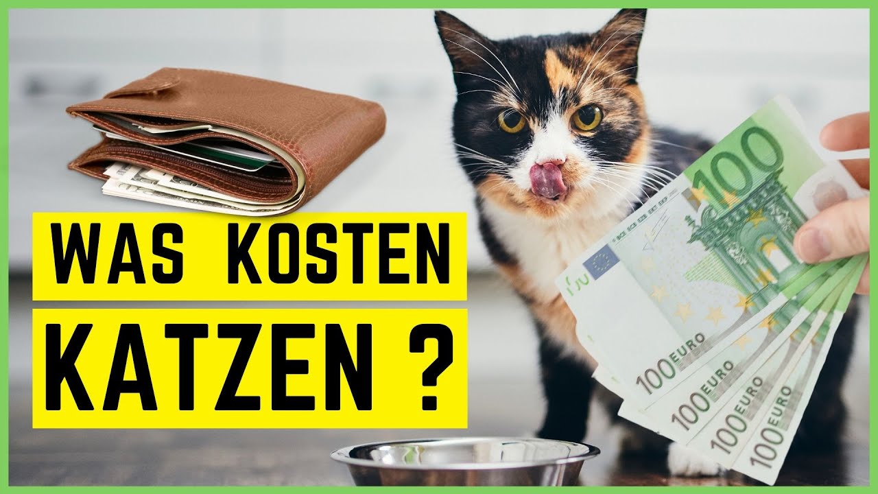 WAS KOSTET EINE KATZE? Anschaffung 🐈 Tierarzt 💉 Laufende Kosten 💰 | INKL. BEISPIELRECHNUNGEN