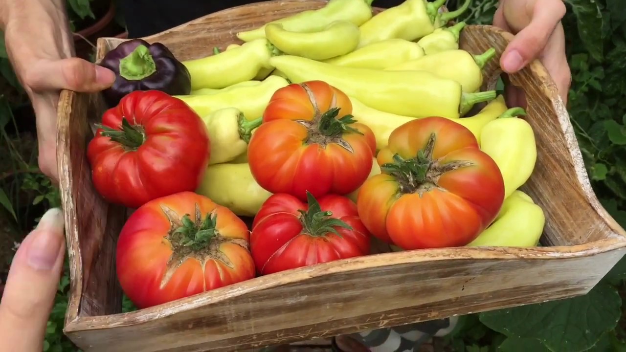 Vom Samen bis zur Tomate Ananas
