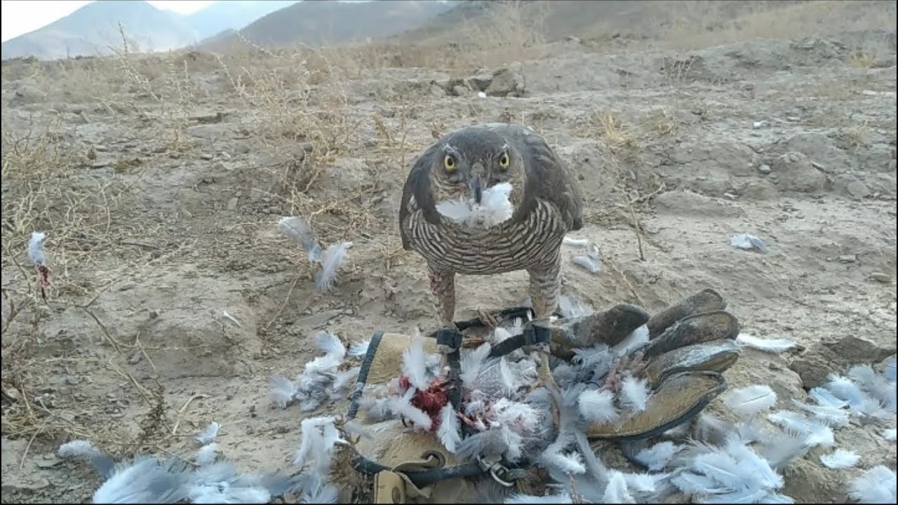 sparrowhawk hunting//hunting with sparrowhawk//sparrowhawk attack//#sparrowhawk #birdhunting