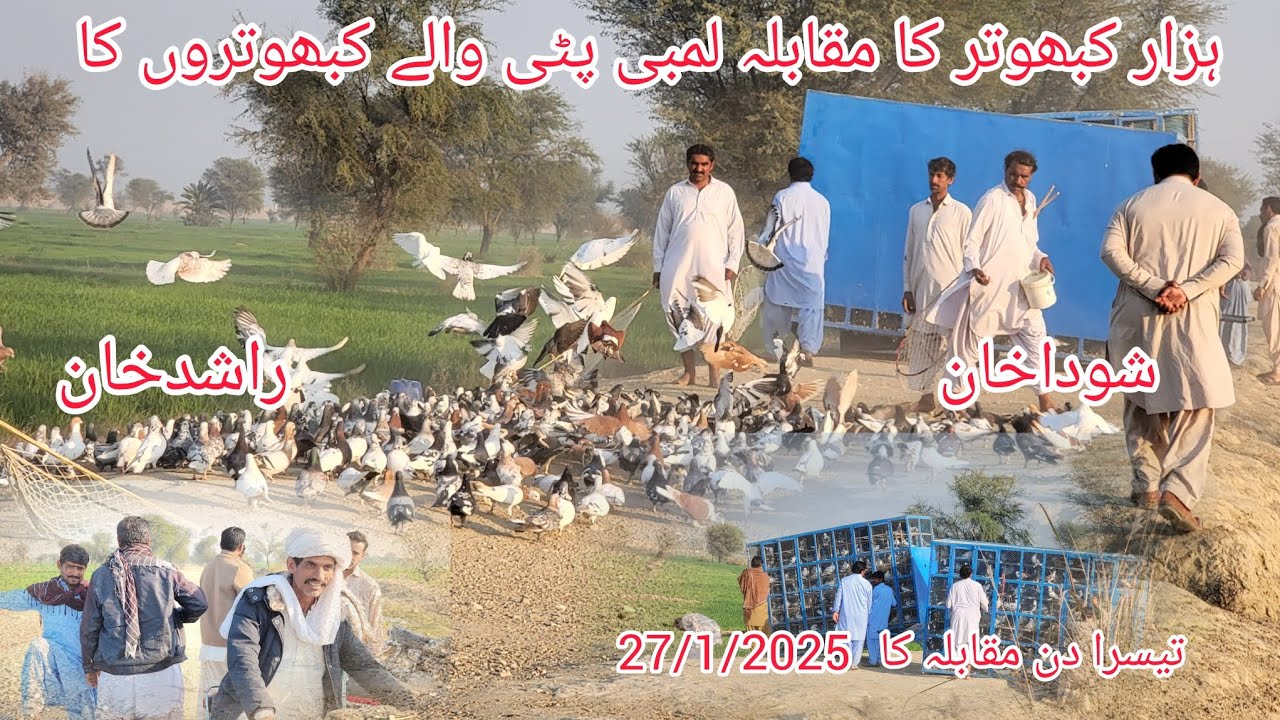 kabutar ka Mukabala Rashid Khan Kangra Ne BA Mukabala Sudha Khan sanjrani