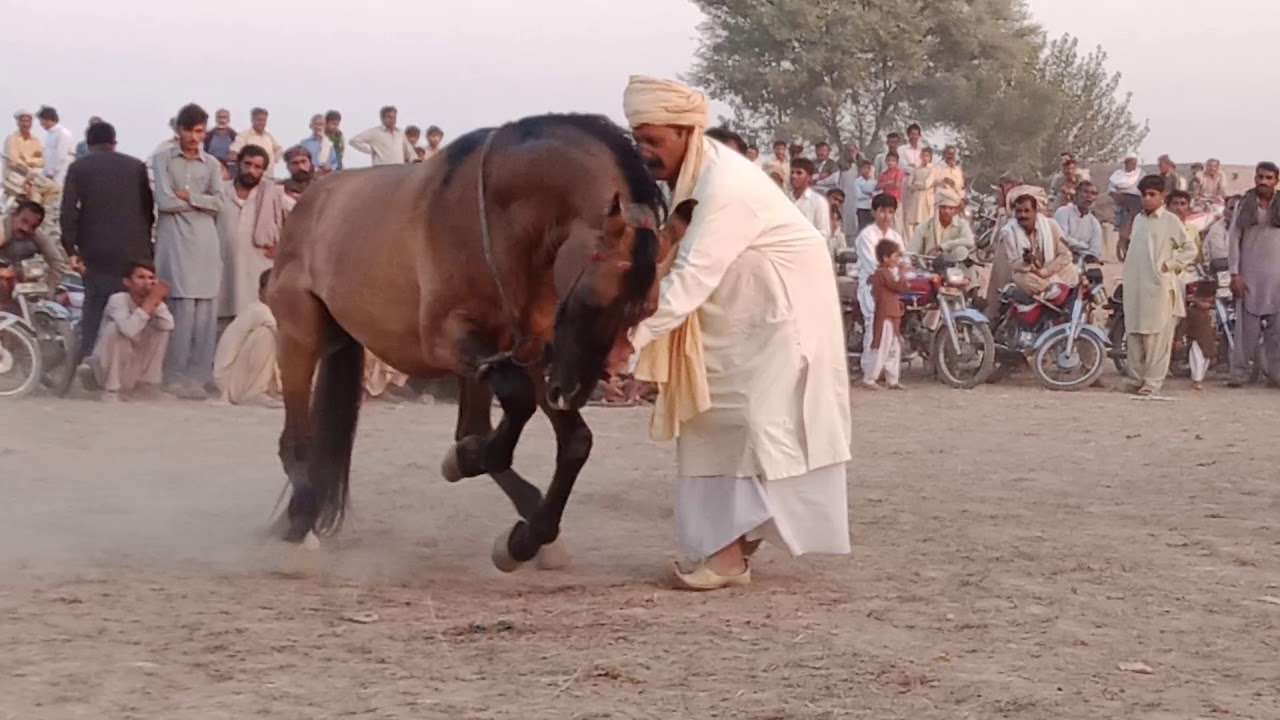 Rai Jamshed horse dance