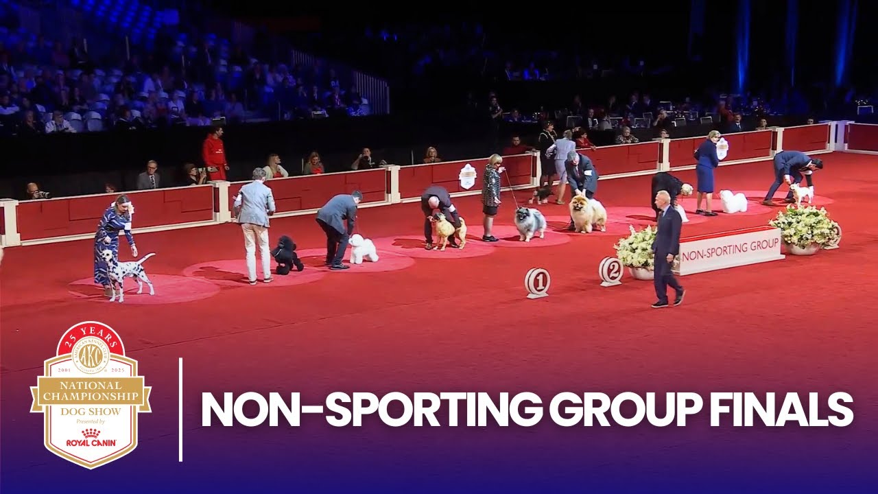 Финалы в неспортивных группах | Национальный чемпионат AKC 2025, представленный компанией Royal C...